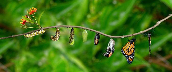 Butterfly-Life-Cycle_Christina-Whitefull